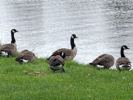 Geese came to visit
