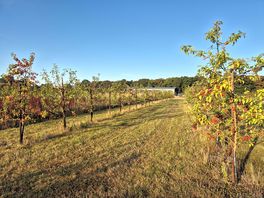 Orchard area