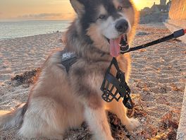 Happy doggy