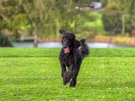 Pepsi enjoying the run of the campsite