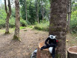 Monkeying around