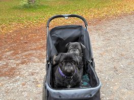 My two elderly dogs don't want to miss out on the fun.