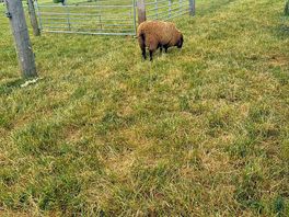 Sheep