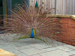 Peacock