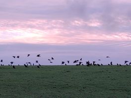 Jackdaws and rooks set off to roost, signalling the end to a perfect day.