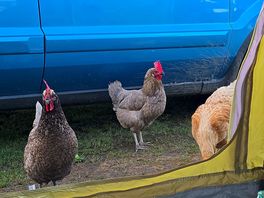 More chickens