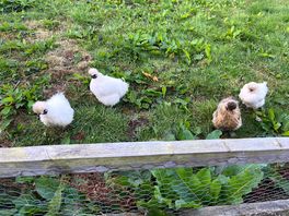 Chickens!