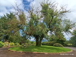 The welcome tree.