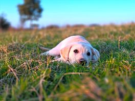 Dog loved the field to run around in