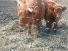 New additions highland cows
