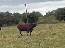 Cows in neighbouring field.