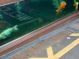 Fish near restaurant