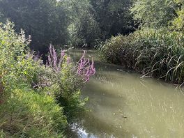 Wild swimming