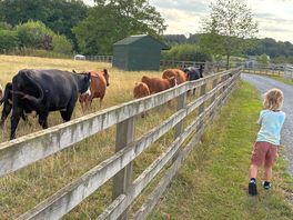 Cows