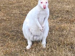 Just one of the lovely animals on site.