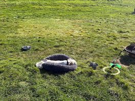 Our dog has had the best weekend and wanted to stay