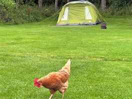 Our pitch in the orchard
