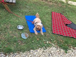 Penny enjoying a chill too