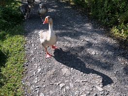 Duck