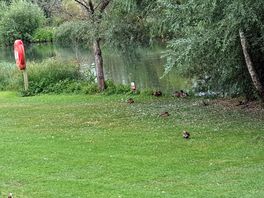 Dog walk around the lake