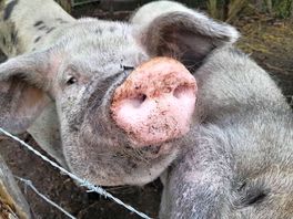 3 lovely pigs