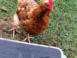 Chicken visit