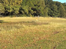 Deer everywhere