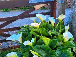 A beautiful peace lilly near the entrance
