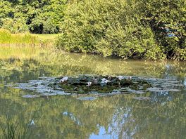 Beautiful views of the lilly pads on the lake
