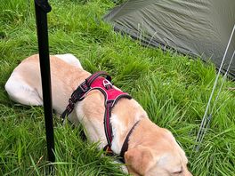 Dog prefers soft long grass to her bed!