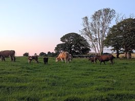 Neighbouring cows