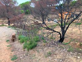 Devastating fire damage re growing niw