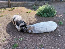 Pigs sleeping