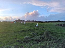 Our 4 year old loved feeding the animals