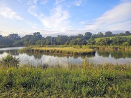 Wildlife pond