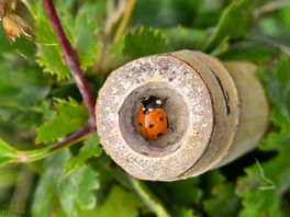 Thousands of ladybird