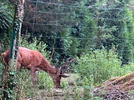 Deer and stag in the grounds