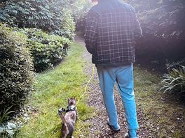 Dog/cat walk