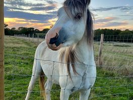 Our neighbour
