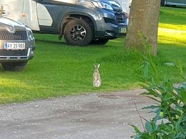 Cute bunny