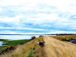 Suggested walk from site
