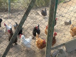Chickens