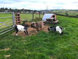 The cute goats