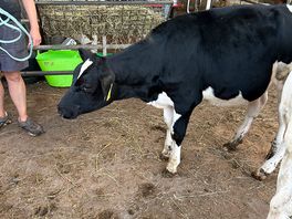 Cow cuddling