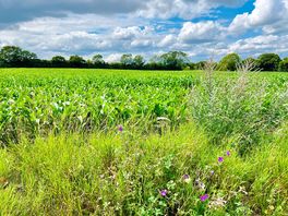 Fields’s with permitted footpath to leiston