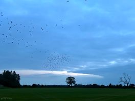 2 mins walk in the evening you can see a open place birds chirping nice open for walk
