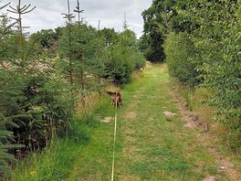 The dog walk