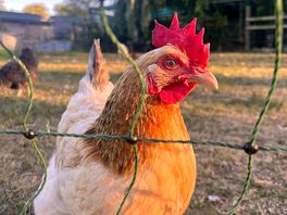 Fresh eggs available to buy from the honesty shop