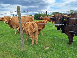 Neighbours