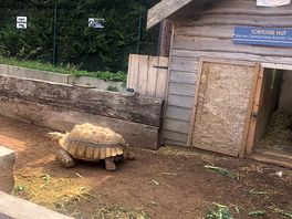 Huge tortoise